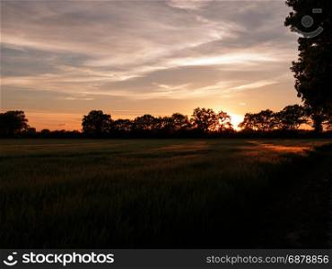 a sunset scene outside in a farm field of green crop and a golden hue and wonderful vibrant colours that are serene natural and peacefully stunning