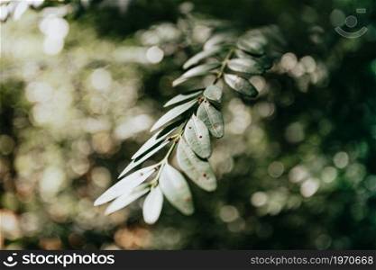 A super close up of a plant with an out of focus background with copy space