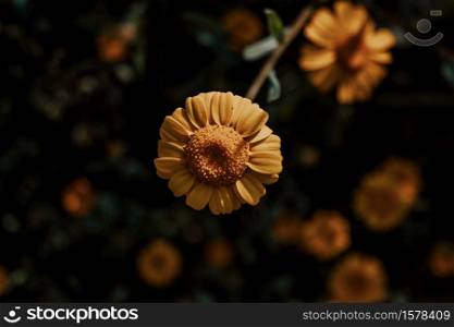 A super yellow small flower with another flowers in the background