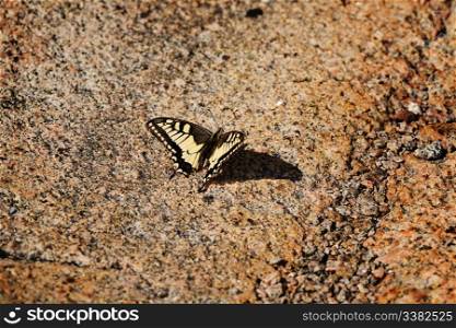 A swallowtail butterfly, Papilio zelicaon, sun tanning on a warm rock