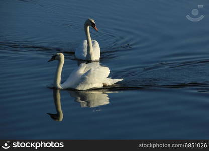 A swan couple and their own reflection swimming on quiet water