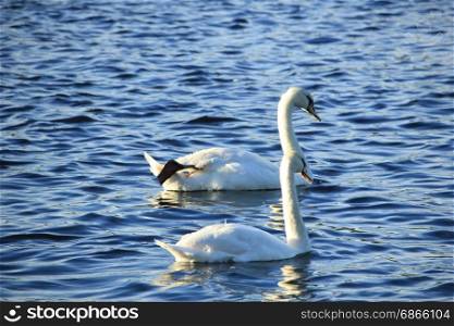 A swan couple swimming on quiet water