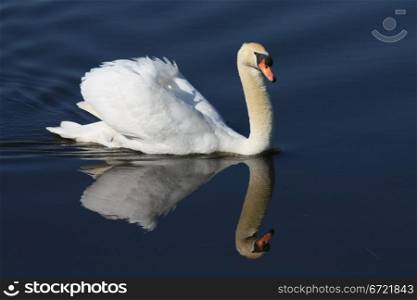 A swan floating on his own reflection