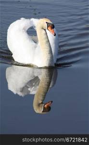 A Swan, floating over water with a perfect reflection