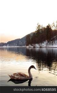 A swan glides along, Lake Bled, Slovenia.