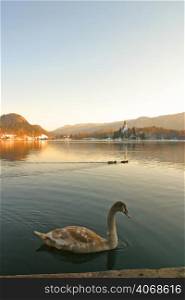 A swan glides along, Lake Bled, Slovenia.