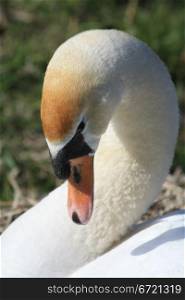 A swan in close up