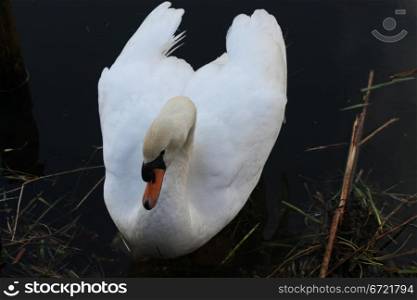 A swan in close up on the water