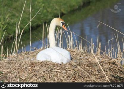 A swan mother on her nest