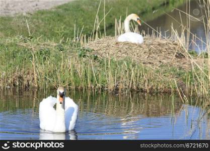A swan mother on her nest guarded by her partner