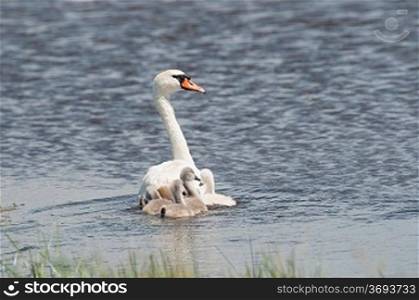 A swan swimming on lake