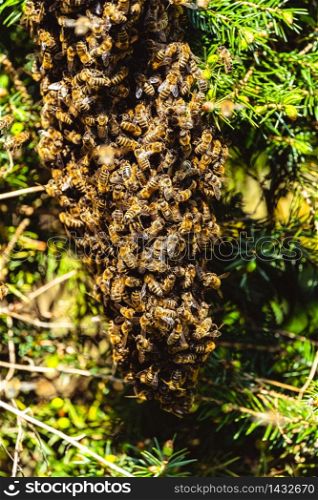 A swarm of European honey bees clinging to a bee queen on a bush closeup. A swarm of European honey bees clinging to a bee queen on a bush