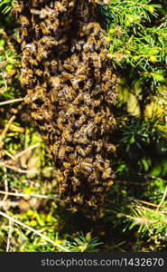 A swarm of European honey bees clinging to a bee queen on a bush closeup. A swarm of European honey bees clinging to a bee queen on a bush