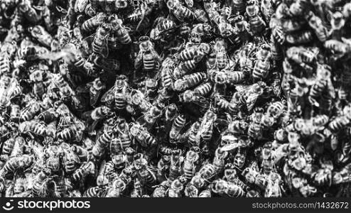 A swarm of European honey bees clinging to a bee queen on a bush closeup. A swarm of European honey bees clinging to a bee queen on a bush black and white