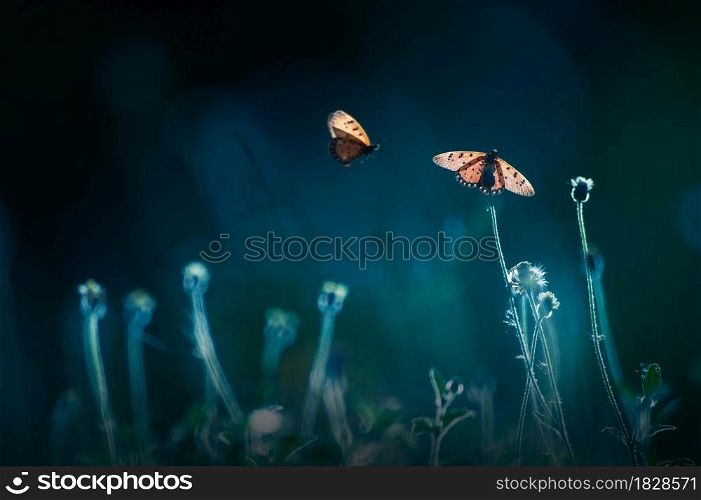 A swarm of monarch butterflies flying and pollination on wild flowers fields at sunrise, natural blurred in the backgrounds. Butterfly migration. Close-up. Focus on butterfly wing.