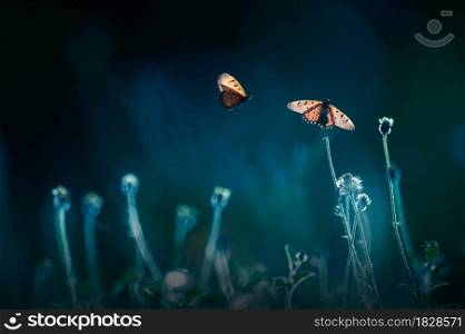 A swarm of monarch butterflies flying and pollination on wild flowers fields at sunrise, natural blurred in the backgrounds. Butterfly migration. Close-up. Focus on butterfly wing.