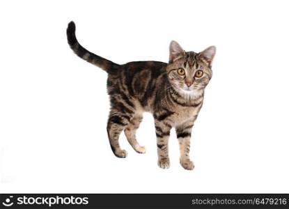 A tabby cat isolated on white