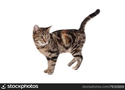 A tabby cat isolated on white