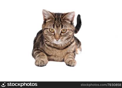 A tabby cat laying down on white