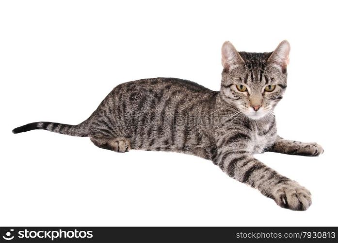 A tabby cat reaching out on white