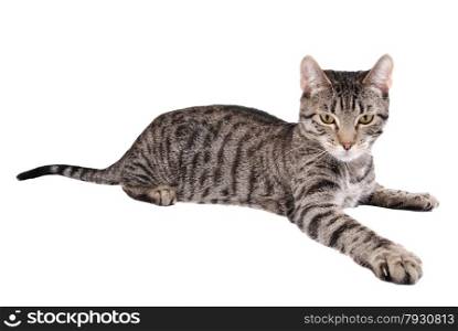 A tabby cat reaching out on white