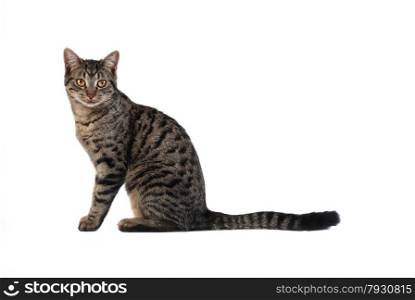A tabby cat sitting on white
