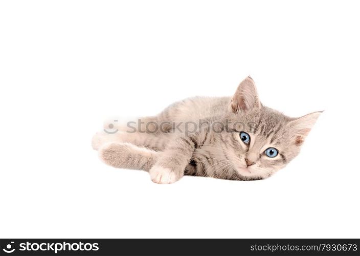 A tabby kitten laying down on white