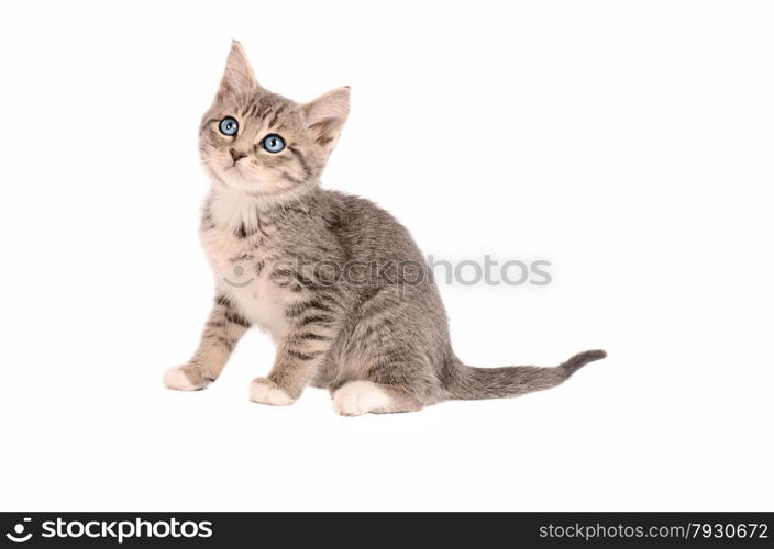 A Tabby Kitten sitting on a white background