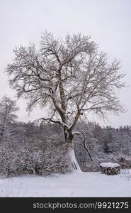 A tall branching tree covered with snow against a plain gray sky on a cloudy winter day.