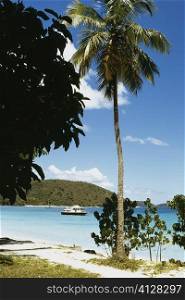 A tall palm tree seen on a beach, St. John, U.S. Virgin Islands