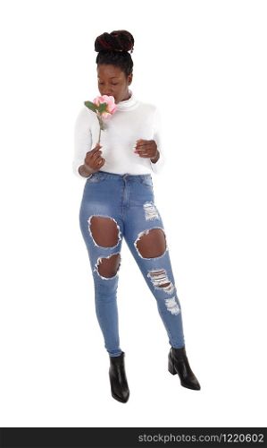 A tall young African American woman standing in ripped jeans, smelling a pink rose, isolated for white background