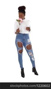 A tall young African American woman standing in ripped jeans, smelling a pink rose, isolated for white background
