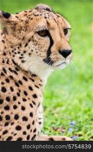 A tame cheetah on the lawn of a farmhouse in Namibia staring out in to the distance.