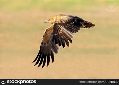 A tawny eagle (Aquila rapax) in flight with open wings, South Africa
