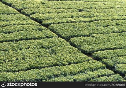 a tea plantation in the town of Nuwara Eliya in Sri Lanka in Asien.. SRI LANKA NUWARA ELIYA TEA PLANTATION
