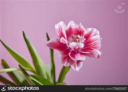 A tender pink flower of a tulip with green leaves on a pink background. Spring time, holiday postcard. A tulip flower on a pink background. Postcard