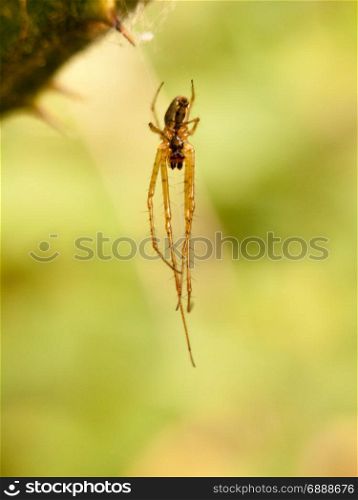 a thin hanging spider with hairy legs waiting on its web