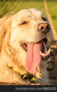 A thirsty and tired Golden Retriever lies in the water channel with her tongue hanging out of her mouth.