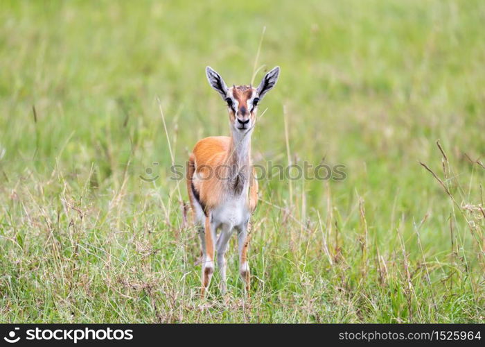 A Thomson Gazelle in the Kenyan savannah amidst a grassy landscape. Thomson Gazelle in the Kenyan savannah amidst a grassy landscape