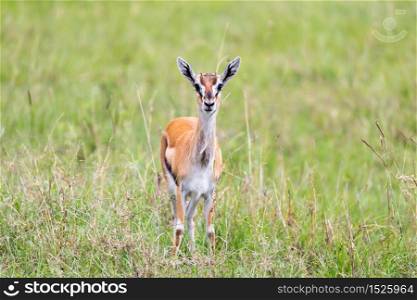 A Thomson Gazelle in the Kenyan savannah amidst a grassy landscape. Thomson Gazelle in the Kenyan savannah amidst a grassy landscape