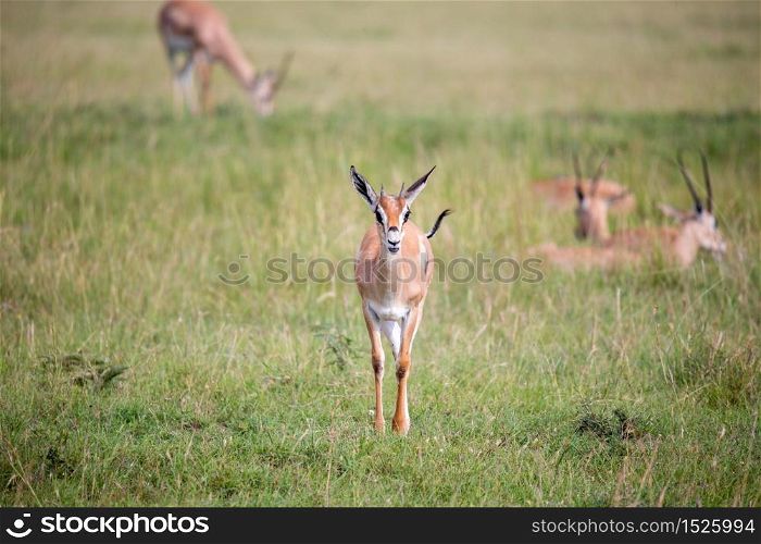 A Thomson Gazelle in the Kenyan savannah amidst a grassy landscape. Thomson Gazelle in the Kenyan savannah amidst a grassy landscape