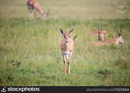 A Thomson Gazelle in the Kenyan savannah amidst a grassy landscape. Thomson Gazelle in the Kenyan savannah amidst a grassy landscape