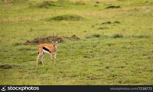 A Thomson&rsquo;s Gazelle in the grass landscape of the savannah in Kenya. Thomson&rsquo;s Gazelle in the grass landscape of the savannah in Kenya