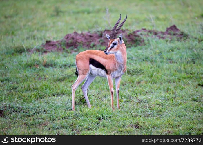 A Thomson&rsquo;s Gazelle in the grass landscape of the savannah in Kenya. Thomson&rsquo;s Gazelle in the grass landscape of the savannah in Kenya