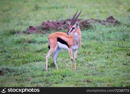 A Thomson&rsquo;s Gazelle in the grass landscape of the savannah in Kenya. Thomson&rsquo;s Gazelle in the grass landscape of the savannah in Kenya