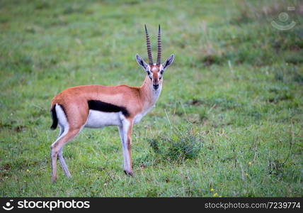 A Thomson&rsquo;s Gazelle in the grass landscape of the savannah in Kenya. Thomson&rsquo;s Gazelle in the grass landscape of the savannah in Kenya