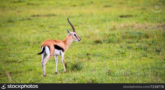 A Thomson&rsquo;s Gazelle in the grass landscape of the savannah in Kenya. Thomson&rsquo;s Gazelle in the grass landscape of the savannah in Kenya