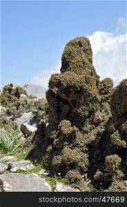 A thorny shrub on a rocky peak in the Creta.