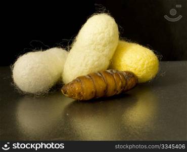 a three chrysalis silkworm cocoons and black background