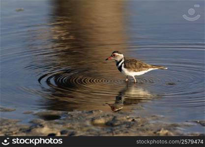 A Threebanded Plover (Charadrius tricollaris) on a flooded salt pan in Etosha National Park in Namibia